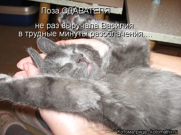 Поза СДАВАТЕЛЯ не раз выручала Василия в трудные минуты разоблачения....... Котоматрица: Поза СДАВАТЕЛЯ не раз выручала Василия в трудные минуты разоблачения....
