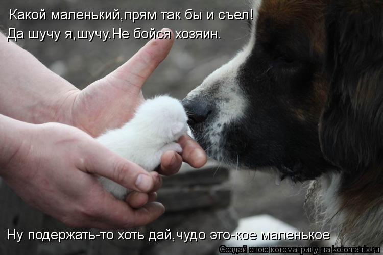 Какой маленький,прям так бы и съел! Да шучу я,шучу.Не бойся хозяин. Ну подержать-то хоть дай,чудо это... Котоматрица: Какой маленький,прям так бы и съел! Да шучу я,шучу.Не бойся хозяин. Ну подержать-то хоть дай,чудо это-кое маленькое