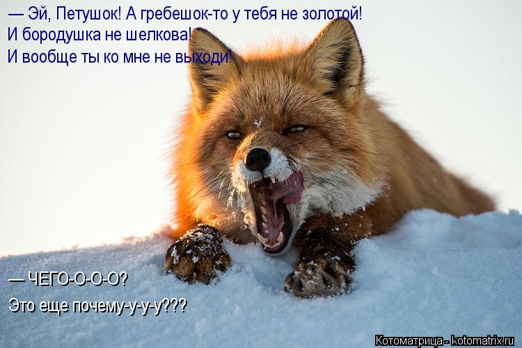 — Эй, Петушок! А гребешок-то у тебя не золотой! И бородушка не шелкова! И вообще ты ко мне не выходи... Котоматрица: — Эй, Петушок! А гребешок-то у тебя не золотой! И бородушка не шелкова! И вообще ты ко мне не выходи! — ЧЕГО-О-О-О? Это еще почему-у-у-у???
