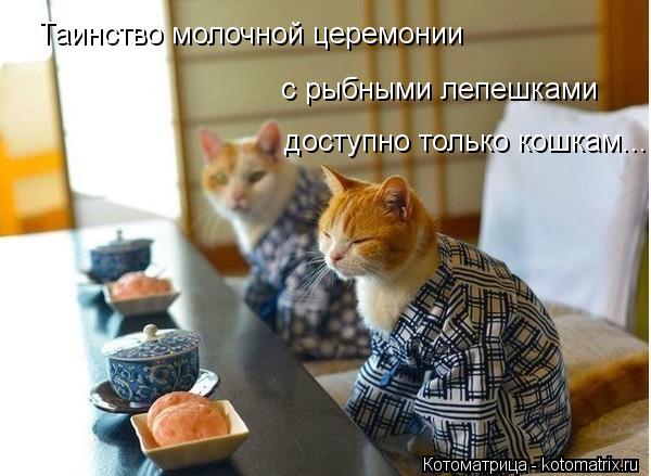 Таинство молочной церемонии с рыбными лепешками доступно только кошкам...... Котоматрица: Таинство молочной церемонии с рыбными лепешками доступно только кошкам...