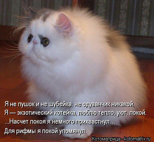 Я не пушок и не шубейка, не одуванчик никакой. Я — экзотический котейка, люблю тепло, уют, покой. ...... Котоматрица: Я не пушок и не шубейка, не одуванчик никакой. Я — экзотический котейка, люблю тепло, уют, покой. ...Насчет покоя я немного прихвастнул… Для р