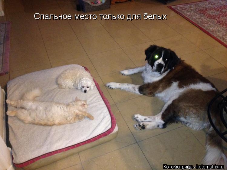 Спальное место только для белых... Котоматрица: Спальное место только для белых