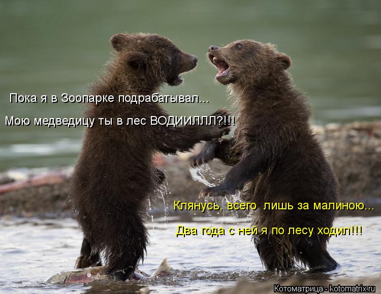 Пока я в Зоопарке подрабатывал... Мою медведицу ты в лес ВОДИИЛЛЛ?!!! Клянусь, всего лишь за малиною... Котоматрица: Пока я в Зоопарке подрабатывал... Мою медведицу ты в лес ВОДИИЛЛЛ?!!! Клянусь, всего лишь за малиною... Два года с ней я по лесу ходил!!!