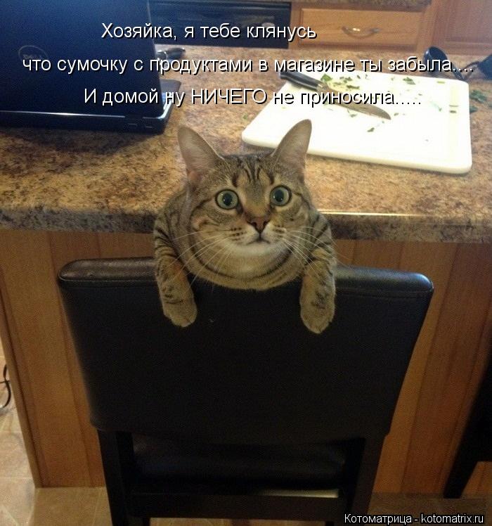 Хозяйка, я тебе клянусь что сумочку с продуктами в магазине ты забыла.... И домой ну НИЧЕГО не принос... Котоматрица: Хозяйка, я тебе клянусь что сумочку с продуктами в магазине ты забыла.... И домой ну НИЧЕГО не приносила.....