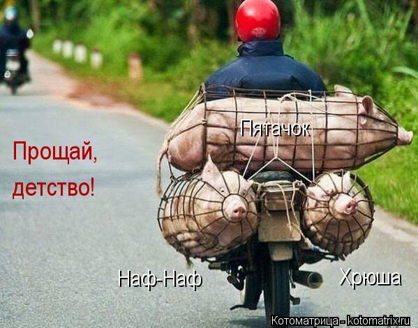 Котоматрица: Пятачок Наф-Наф Хрюша Прощай,  детство!