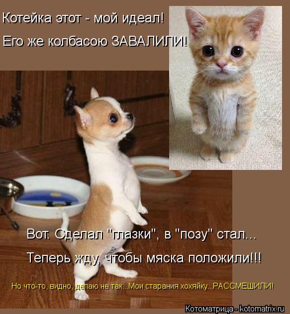 Котейка этот - мой идеал! Его же колбасою ЗАВАЛИЛИ! Но что-то, видно, делаю не так...Мои старания хох... Котоматрица: Котейка этот - мой идеал! Его же колбасою ЗАВАЛИЛИ! Но что-то, видно, делаю не так...Мои старания хохяйку...РАССМЕШИЛИ! Вот. Сделал "глазки", в "по