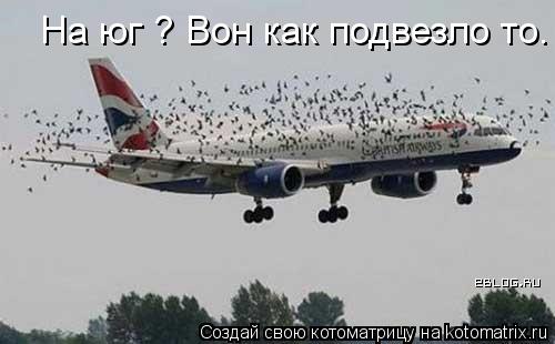 На юг ? Вон как подвезло то.... Котоматрица: На юг ? Вон как подвезло то.