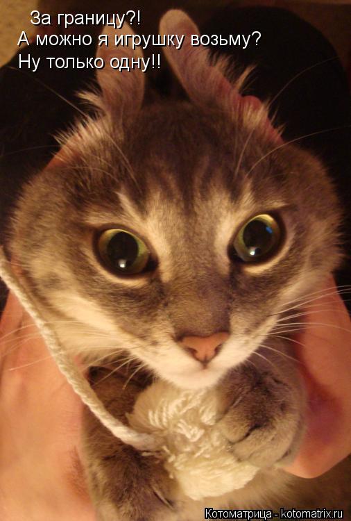 За границу?! А можно я игрушку возьму? Ну только одну!!... Котоматрица: За границу?! А можно я игрушку возьму? Ну только одну!!