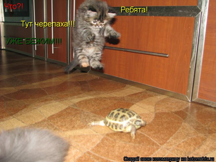 Ребята! Что?! Тут черепаха!!! УЖЕ БЕЖИМ!!!... Котоматрица: Ребята! Что?! Тут черепаха!!! УЖЕ БЕЖИМ!!!
