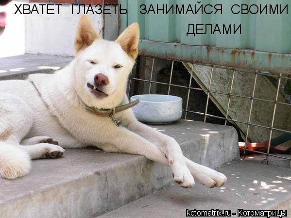 ДЕЛАМИ ХВАТЕТ ГЛАЗЕТЬ ЗАНИМАЙСЯ СВОИМИ... Котоматрица: ДЕЛАМИ ХВАТЕТ ГЛАЗЕТЬ ЗАНИМАЙСЯ СВОИМИ