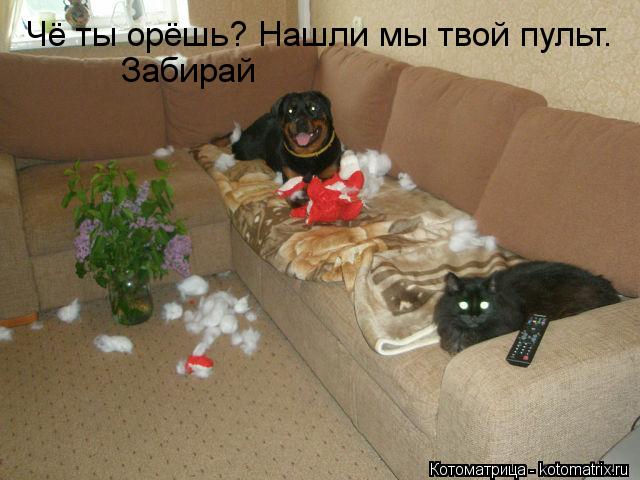 Чё ты орёшь? Нашли мы твой пульт. Забирай... Котоматрица: Чё ты орёшь? Нашли мы твой пульт. Забирай
