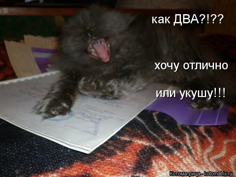как ДВА?!?? хочу отлично или укушу!!!... Котоматрица: как ДВА?!?? хочу отлично или укушу!!!