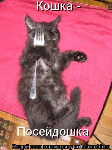Кошка - Посейдошка... Котоматрица: Кошка - Посейдошка