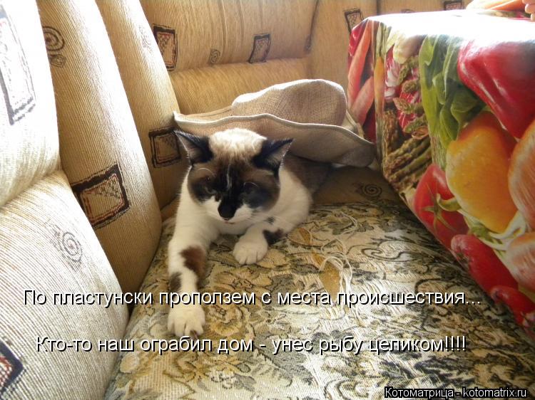 По пластунски проползем с места происшествия... Кто-то наш ограбил дом - унес рыбу целиком!!!!... Котоматрица: По пластунски проползем с места происшествия... Кто-то наш ограбил дом - унес рыбу целиком!!!!