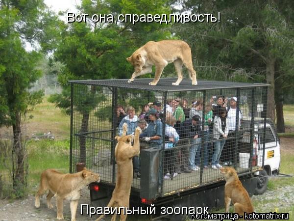 Вот она,справедливость! Правильный зоопарк... Котоматрица: Вот она,справедливость! Правильный зоопарк
