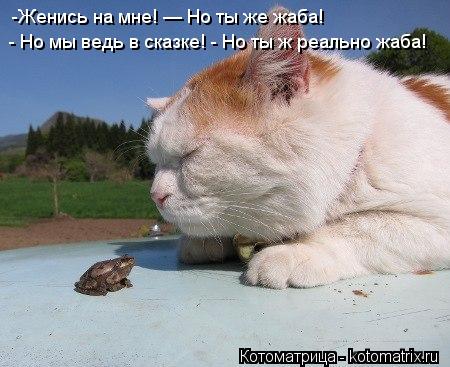 -Женись на мне! — Но ты же жаба! - Но мы ведь в сказке! - Но ты ж реально жаба!... Котоматрица: -Женись на мне! — Но ты же жаба! - Но мы ведь в сказке! - Но ты ж реально жаба!