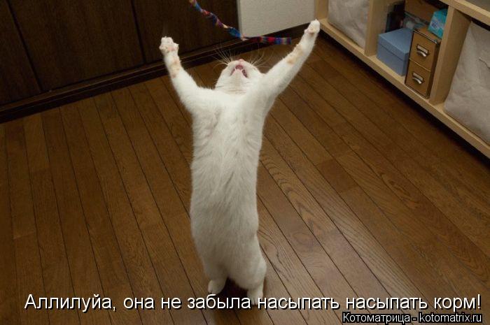 Аллилуйа, она не забыла насыпать насыпать корм!... Котоматрица: Аллилуйа, она не забыла насыпать насыпать корм!