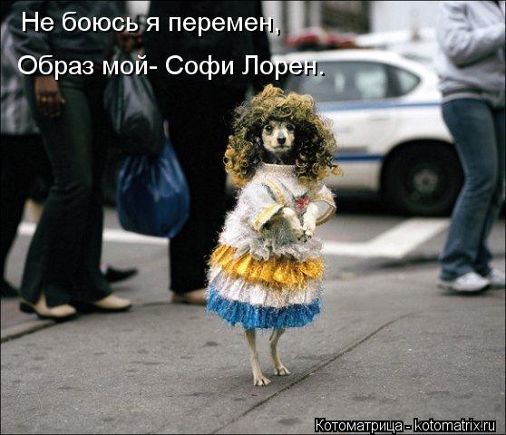Не боюсь я перемен, Образ мой- Софи Лорен.... Котоматрица: Не боюсь я перемен, Образ мой- Софи Лорен.