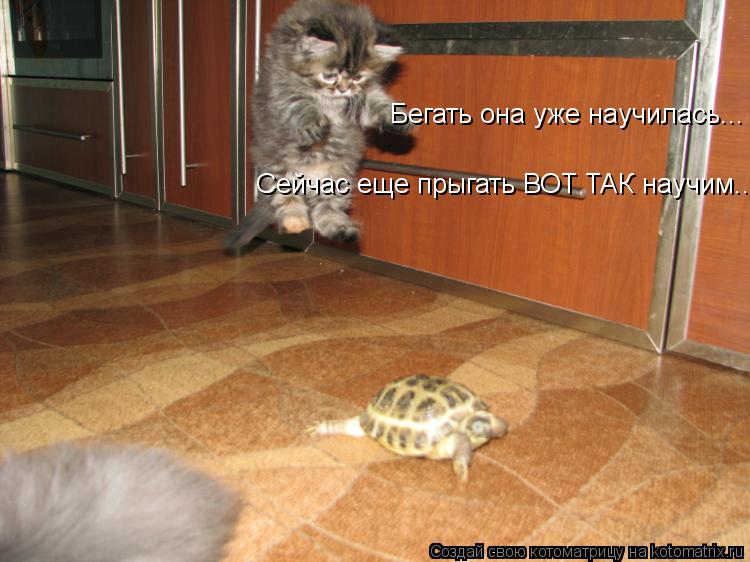 Бегать она уже научилась... Сейчас еще прыгать ВОТ ТАК научим...... Котоматрица: Бегать она уже научилась... Сейчас еще прыгать ВОТ ТАК научим...
