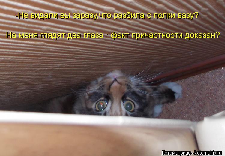 На меня глядят два глаза : факт причастности доказан? -Не видали вы заразу,что разбила с полки вазу?... Котоматрица: На меня глядят два глаза : факт причастности доказан? -Не видали вы заразу,что разбила с полки вазу?