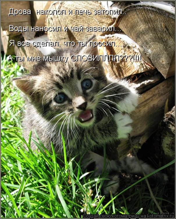 Дрова наколол и печь затопил.. Воды наносил и чай заварил... Я все сделал, что ты просил.... А ты мн... Котоматрица: Дрова наколол и печь затопил.. Воды наносил и чай заварил... Я все сделал, что ты просил.... А ты мне мышку СЛОВИЛЛЛЛ???!!!!