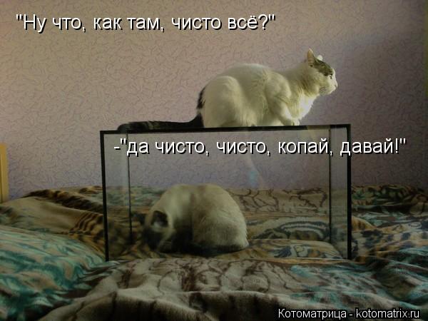 "Ну что, как там, чисто всё?" -"да чисто, чисто, копай, давай!"... Котоматрица: "Ну что, как там, чисто всё?" -"да чисто, чисто, копай, давай!"