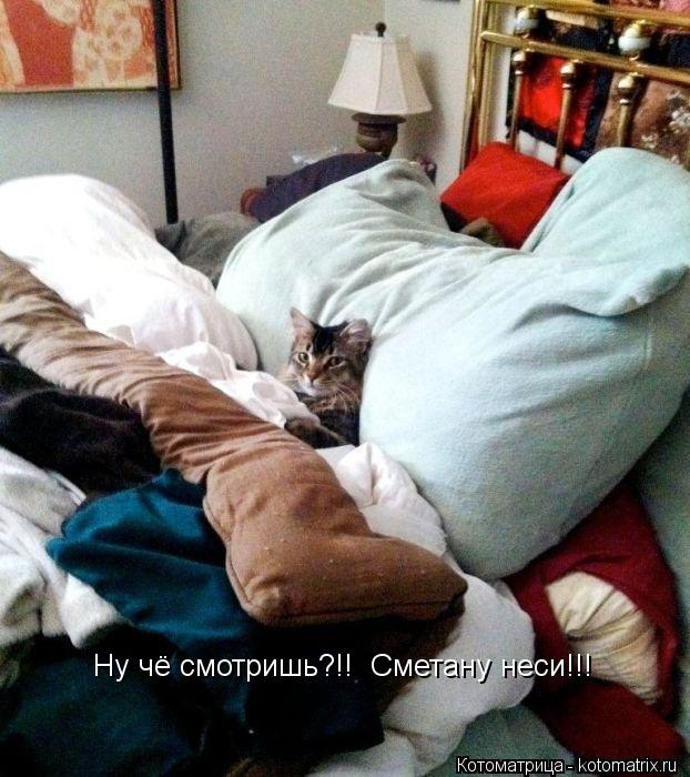 Ну чё смотришь?!! Сметану неси!!!... Котоматрица: Ну чё смотришь?!! Сметану неси!!!