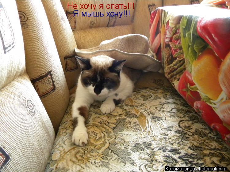 Не хочу я спать!!! Я мышь хочу!!!... Котоматрица: Не хочу я спать!!! Я мышь хочу!!!