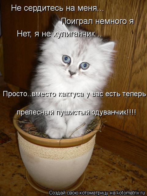 Не сердитесь на меня... Поиграл немного я Нет, я не хулиганчик... Просто..вместо кактуса у вас есть т... Котоматрица: Не сердитесь на меня... Поиграл немного я Нет, я не хулиганчик... Просто..вместо кактуса у вас есть теперь прелесный пушистый одуванчик!!!!