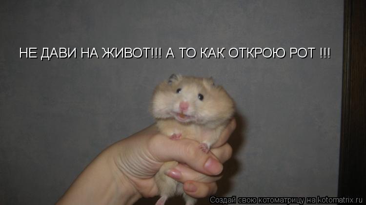 НЕ ДАВИ НА ЖИВОТ!!! А ТО КАК ОТКРОЮ РОТ !!!... Котоматрица: НЕ ДАВИ НА ЖИВОТ!!! А ТО КАК ОТКРОЮ РОТ !!!