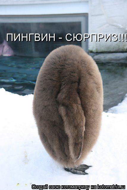 ПИНГВИН - СЮРПРИЗ!!!!... Котоматрица: ПИНГВИН - СЮРПРИЗ!!!!