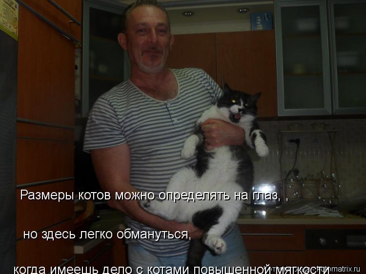 Размеры котов можно определять на глаз, , но здесь легко обмануться, когда имеешь дело с котами п... Котоматрица: Размеры котов можно определять на глаз, , но здесь легко обмануться, когда имеешь дело с котами повышенной мягкости