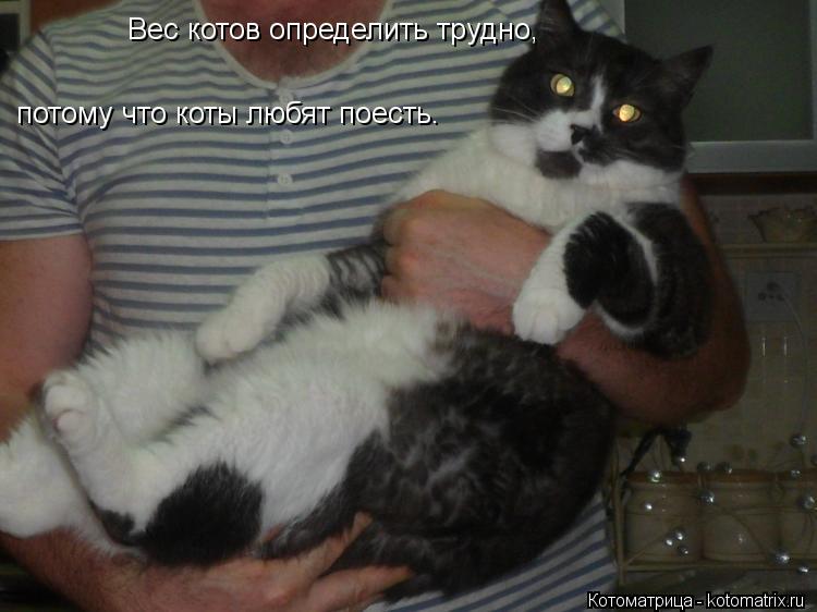 Вес котов определить трудно, потому что коты любят поесть.... Котоматрица: Вес котов определить трудно, потому что коты любят поесть.