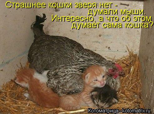 Страшнее кошки зверя нет - думали мыши. Интересно, а что об этом думает сама кошка?... Котоматрица: Страшнее кошки зверя нет - думали мыши. Интересно, а что об этом думает сама кошка?