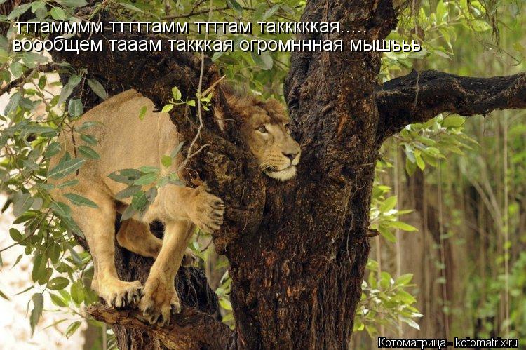 тттамммм тттттамм ттттам такккккая..... воообщем тааам такккая огромннная мышььь... Котоматрица: тттамммм тттттамм ттттам такккккая..... воообщем тааам такккая огромннная мышььь