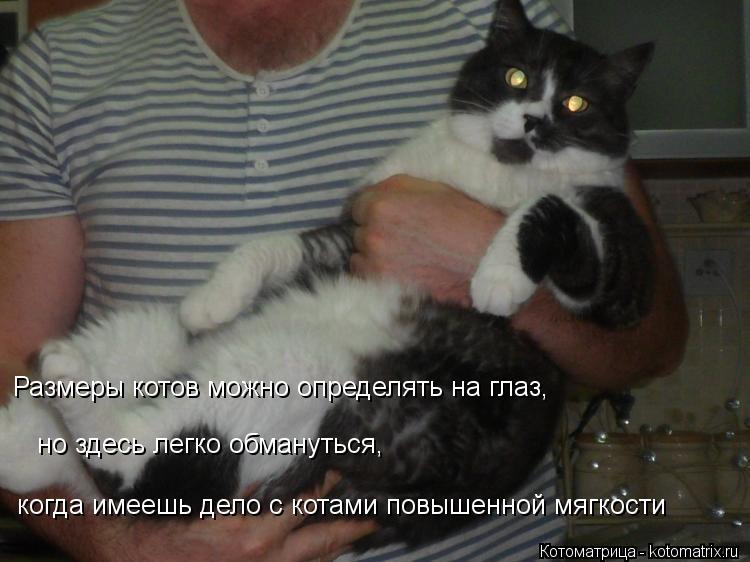 Размеры котов можно определять на глаз, но здесь легко обмануться, когда имеешь дело с котами пов... Котоматрица: Размеры котов можно определять на глаз, но здесь легко обмануться, когда имеешь дело с котами повышенной мягкости