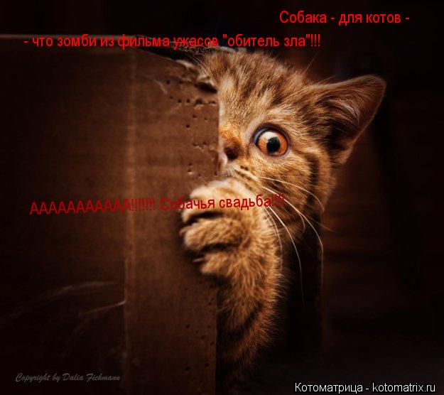 Собака - для котов - - что зомби из фильма ужасов "обитель зла"!!! ААААААААААА!!!!!!! Собачья свадь... Котоматрица: Собака - для котов - - что зомби из фильма ужасов "обитель зла"!!! ААААААААААА!!!!!!! Собачья свадьба!!!!