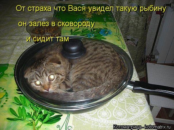 От страха что Вася увидел такую рыбину он залез в сковороду и сидит там... Котоматрица: От страха что Вася увидел такую рыбину он залез в сковороду и сидит там