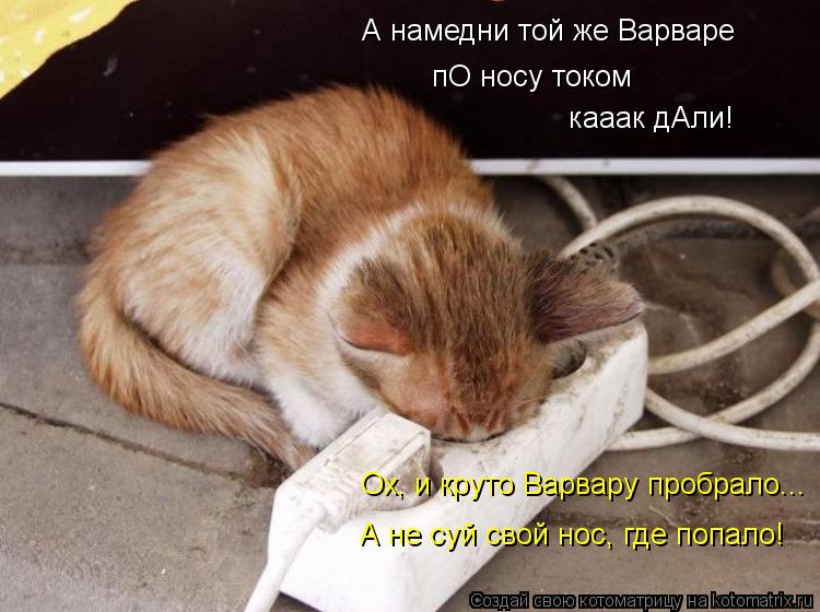 А не суй свой нос, где попало! Ох, и круто Варвару пробрало... А намедни той же Варваре пО носу током... Котоматрица: А не суй свой нос, где попало! Ох, и круто Варвару пробрало... А намедни той же Варваре пО носу током кааак дАли!