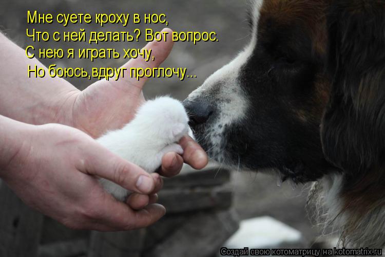 Мне суете кроху в нос, Что с ней делать? Вот вопрос. С нею я играть хочу, Но боюсь,вдруг проглочу...... Котоматрица: Мне суете кроху в нос, Что с ней делать? Вот вопрос. С нею я играть хочу, Но боюсь,вдруг проглочу...