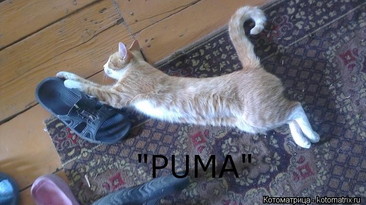 "PUMA"... Котоматрица: "PUMA"