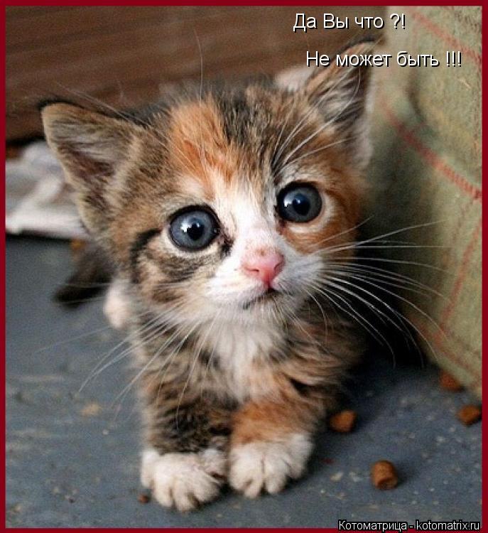 Да Вы что ?! Не может быть !!!... Котоматрица: Да Вы что ?! Не может быть !!!