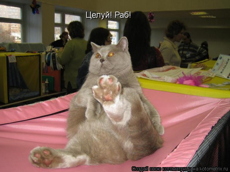 Целуй! Раб!... Котоматрица: Целуй! Раб!