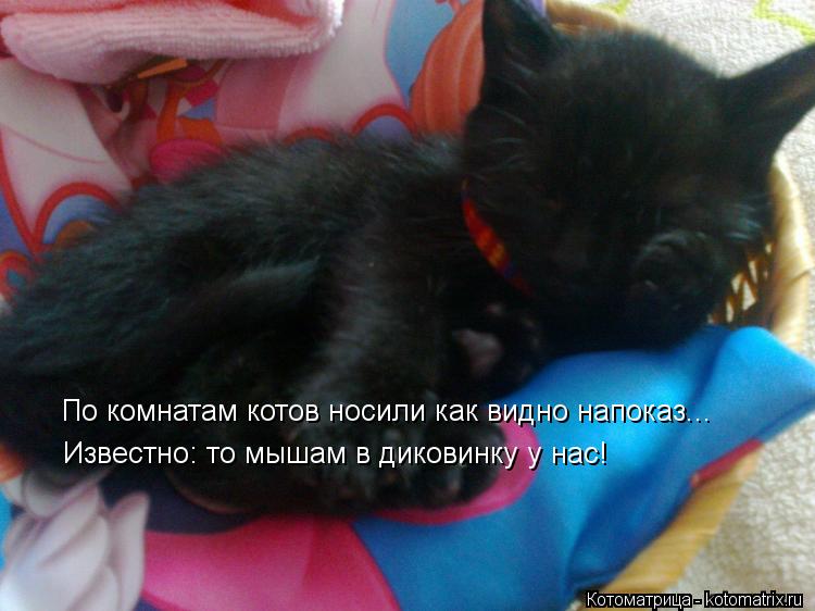 Котоматрица: По комнатам котов носили как видно напоказ... Известно: то мышам в диковинку у нас!