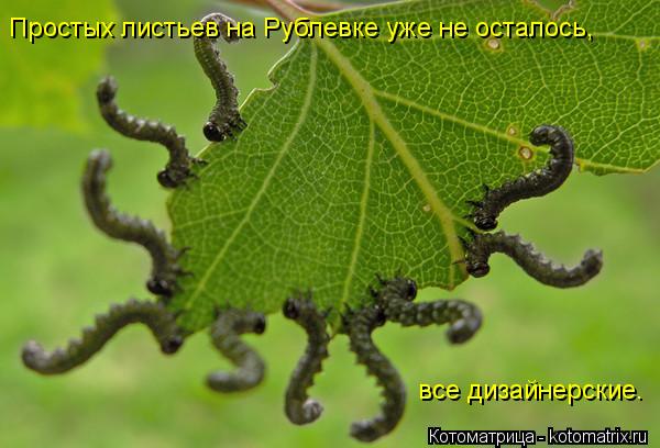 Котоматрица: Простых листьев на Рублевке уже не осталось, все дизайнерские.