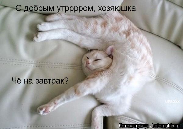 С добрым утрррром, хозяюшка Чё на завтрак?... Котоматрица: С добрым утрррром, хозяюшка Чё на завтрак?
