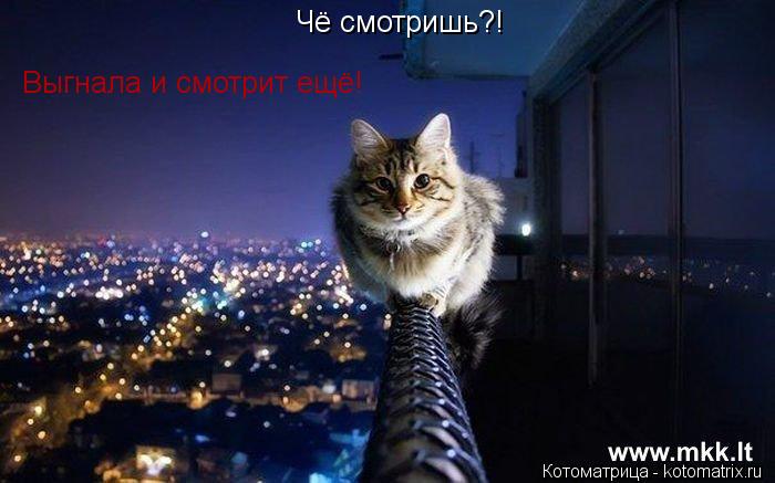 Чё смотришь?! Выгнала и смотрит ещё!... Котоматрица: Чё смотришь?! Выгнала и смотрит ещё!