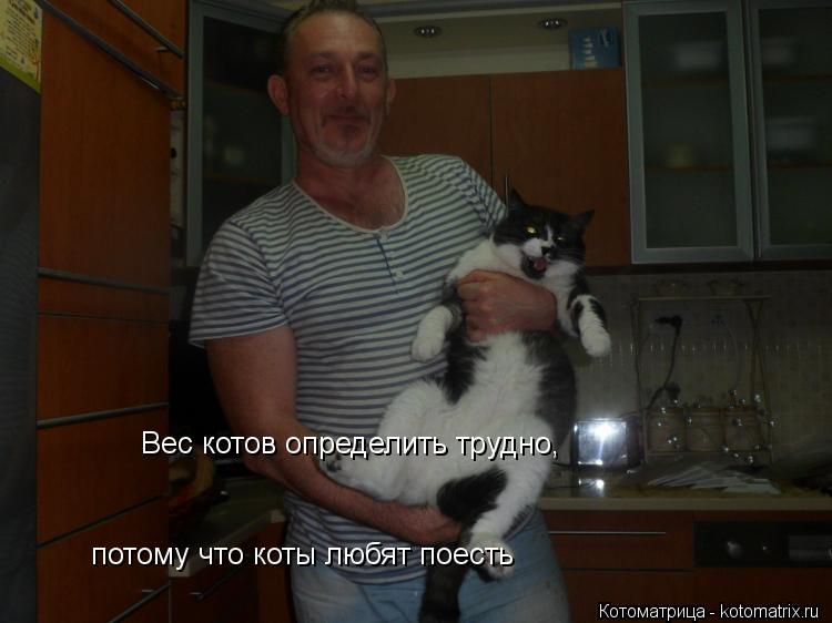 Вес котов определить трудно, потому что коты любят поесть... Котоматрица: Вес котов определить трудно, потому что коты любят поесть