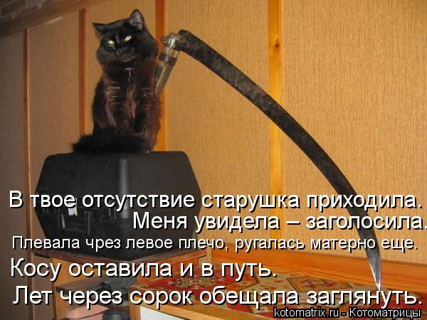 Котоматрица: В твое отсутствие старушка приходила.  Меня увидела – заголосила. . Плевала чрез левое плечо, ругалась матерно еще. Косу оставила и в путь.  Л
