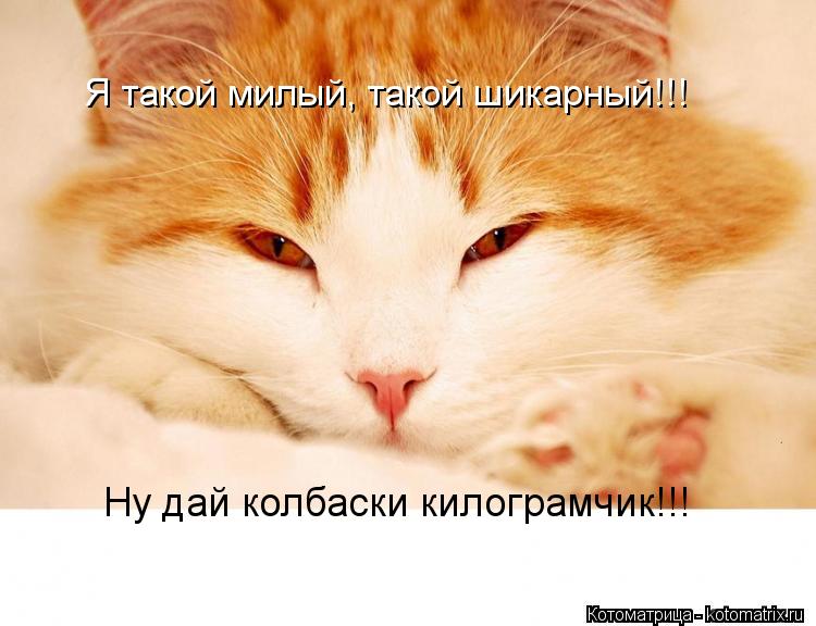 Я такой милый, такой шикарный!!! Ну дай колбаски килограмчик!!!... Котоматрица: Я такой милый, такой шикарный!!! Ну дай колбаски килограмчик!!!